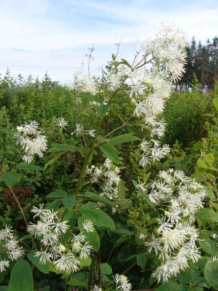 Tall meadow rue - Thalictrum pubescens from Native Plant Trust