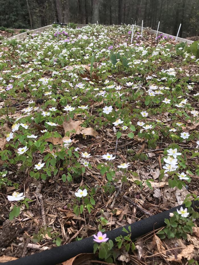 rue anemone - Thalictrum thalictroides from Native Plant Trust