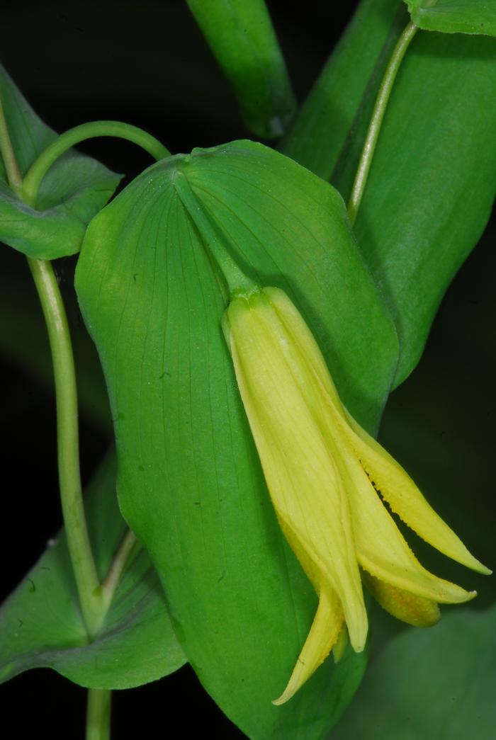 perfoliate-leaved bellwort - Uvularia perfoliata from Native Plant Trust