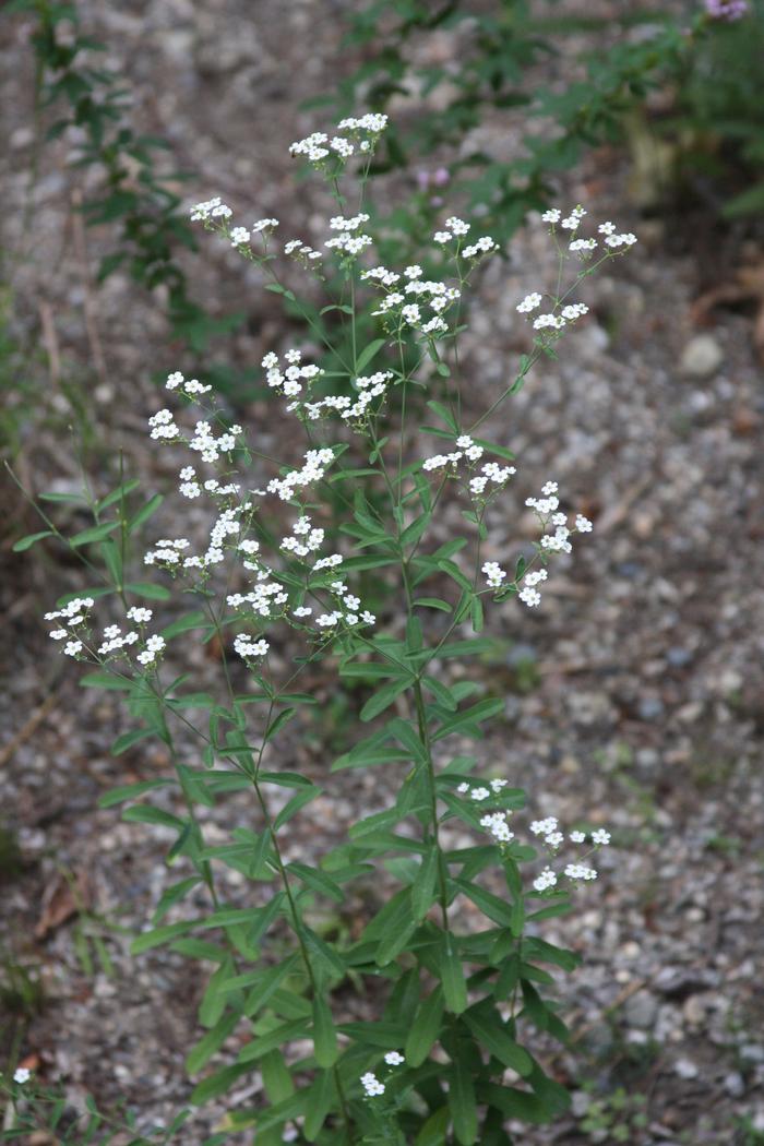 flowering spurge - Euphorbia corollata from Native Plant Trust