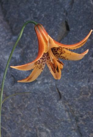 Canada lily - Lilium canadense from Native Plant Trust