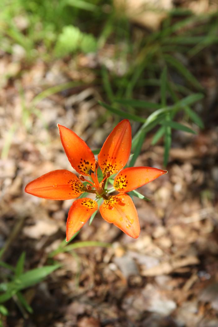 wood lily - Lilium philadelphicum from Native Plant Trust