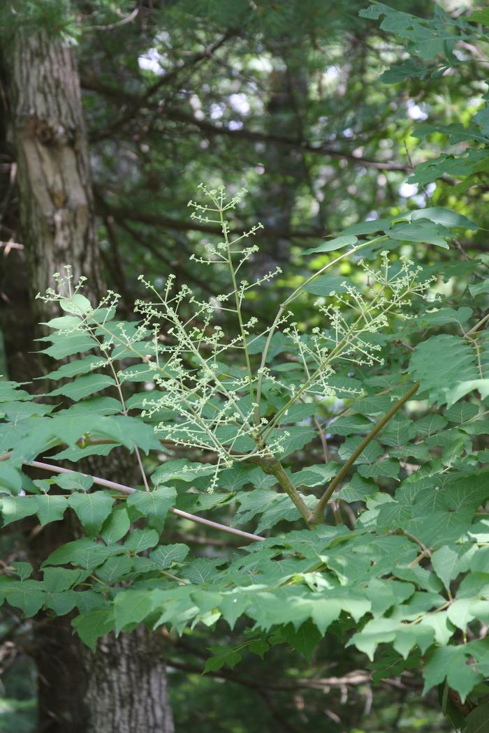 devil's walking stick - Aralia spinosa from Native Plant Trust