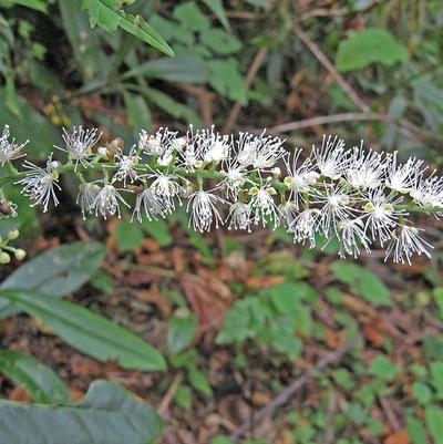 mountain bugbane - Actaea podocarpa from Native Plant Trust