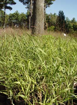 Shenandoah panic switchgrass - Panicum virgatum 'Shenandoah' from Native Plant Trust