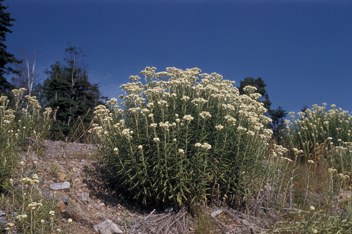 Photo by Frank Bramley (c) Native Plant Trust
