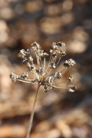 ramps - Allium tricoccum from Native Plant Trust