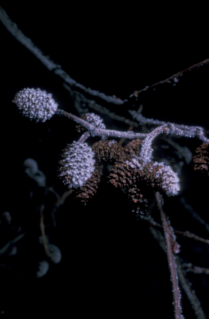 speckled alder - Alnus incana from Native Plant Trust