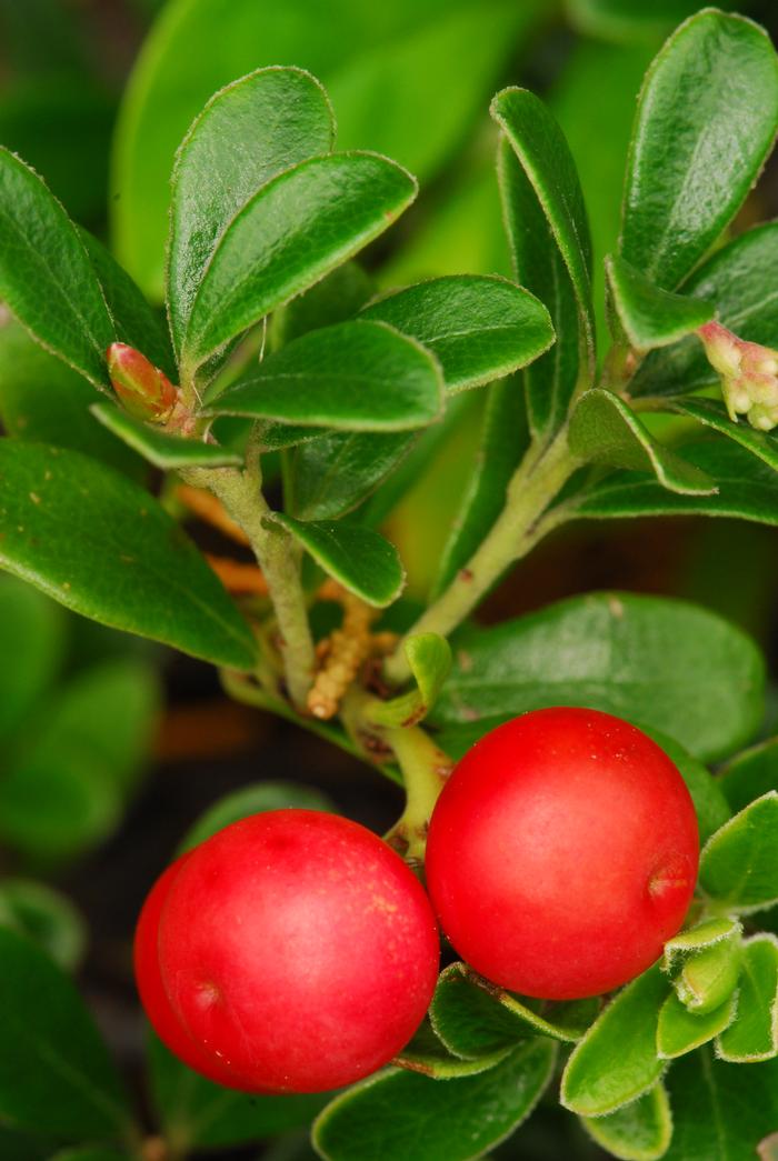 red bearberry - Arctostaphylos uva-ursi from Native Plant Trust