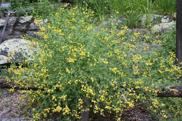 yellow wild indigo - Baptisia tinctoria from Native Plant Trust
