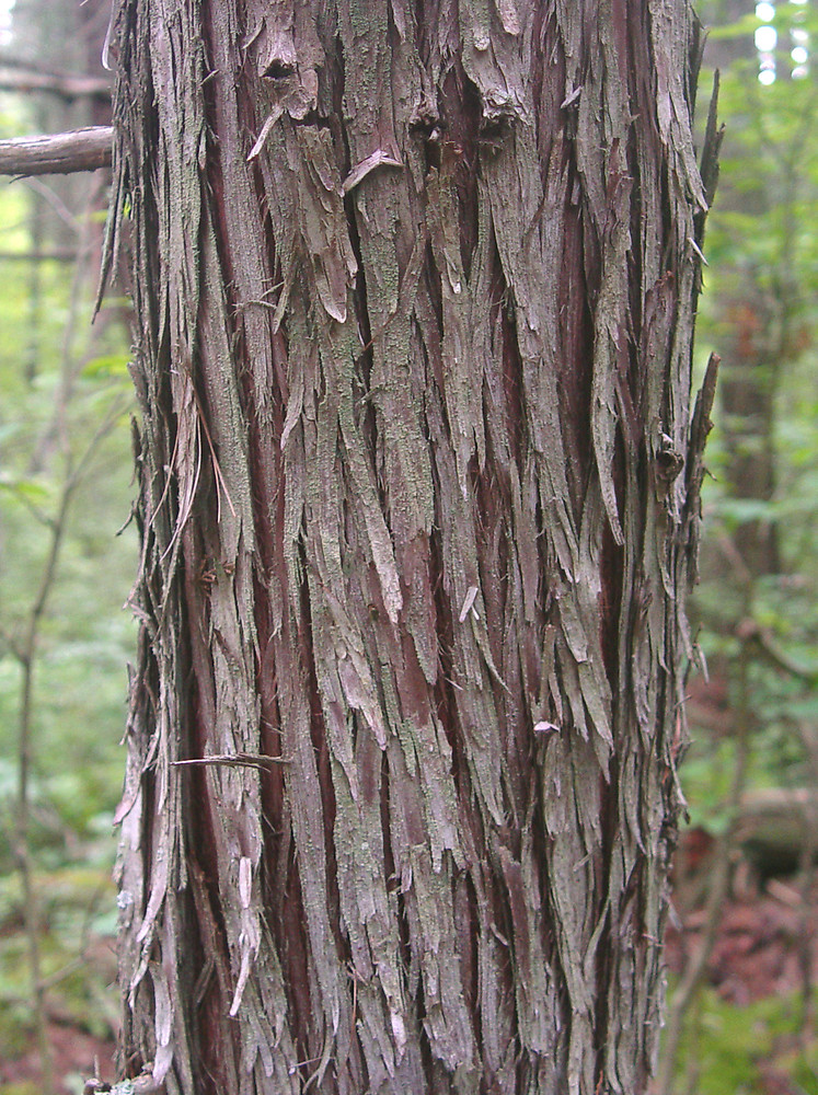 Atlantic white cedar - Chamaecyparis thyoides from Native Plant Trust
