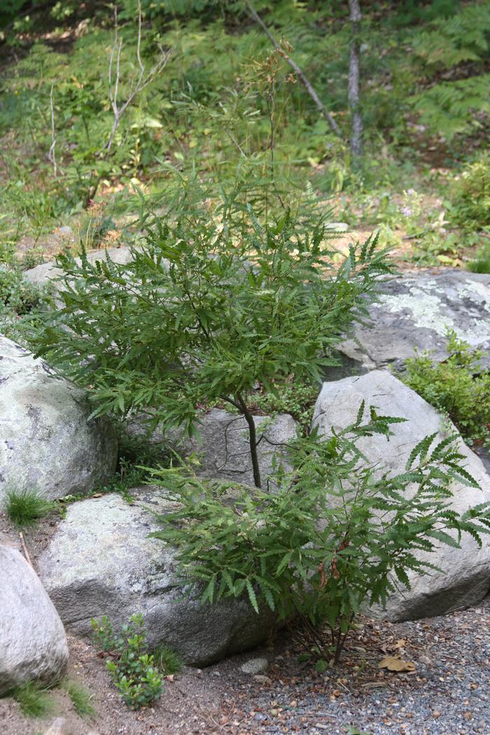 sweet-fern - Comptonia peregrina from Native Plant Trust
