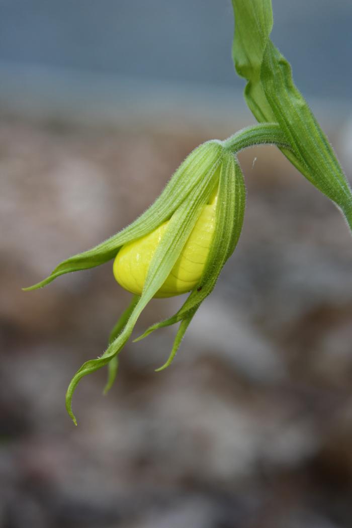 small yellow lady's slipper - Cypripedium parviflorum var. parviflorum from Native Plant Trust