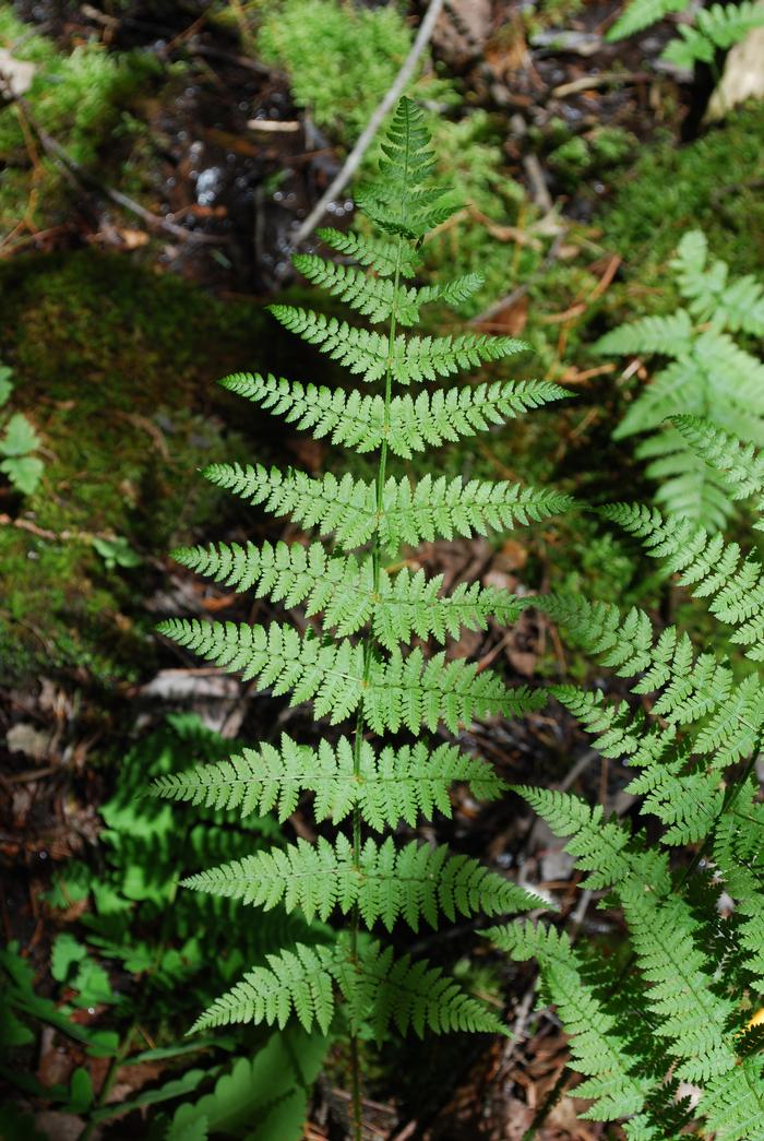 Intermeadiate fern - Dryopteris intermedia from Native Plant Trust