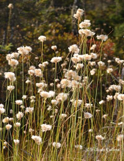 cotton grass - Eriophorum virginicum from Native Plant Trust