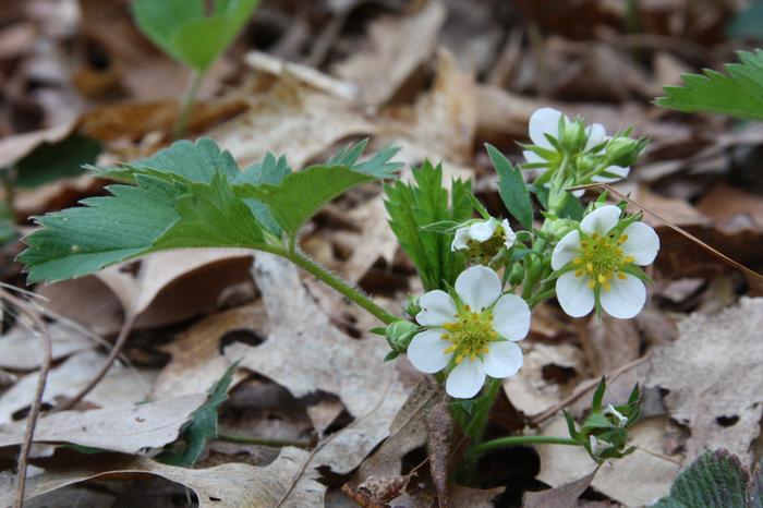 wild strawberry - Fragaria virginiana from Native Plant Trust