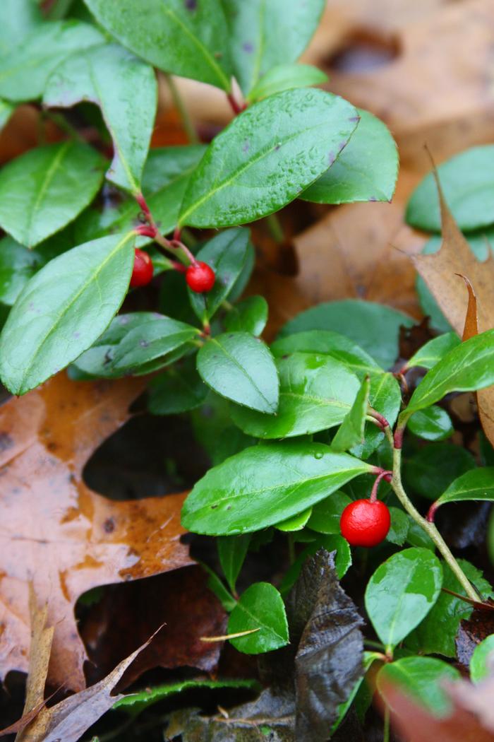wintergreen - Gaultheria procumbens from Native Plant Trust
