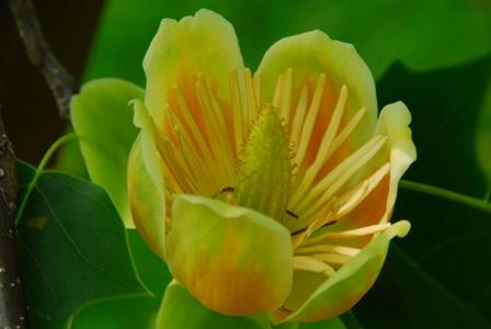 tuliptree - Liriodendron tulipifera from Native Plant Trust