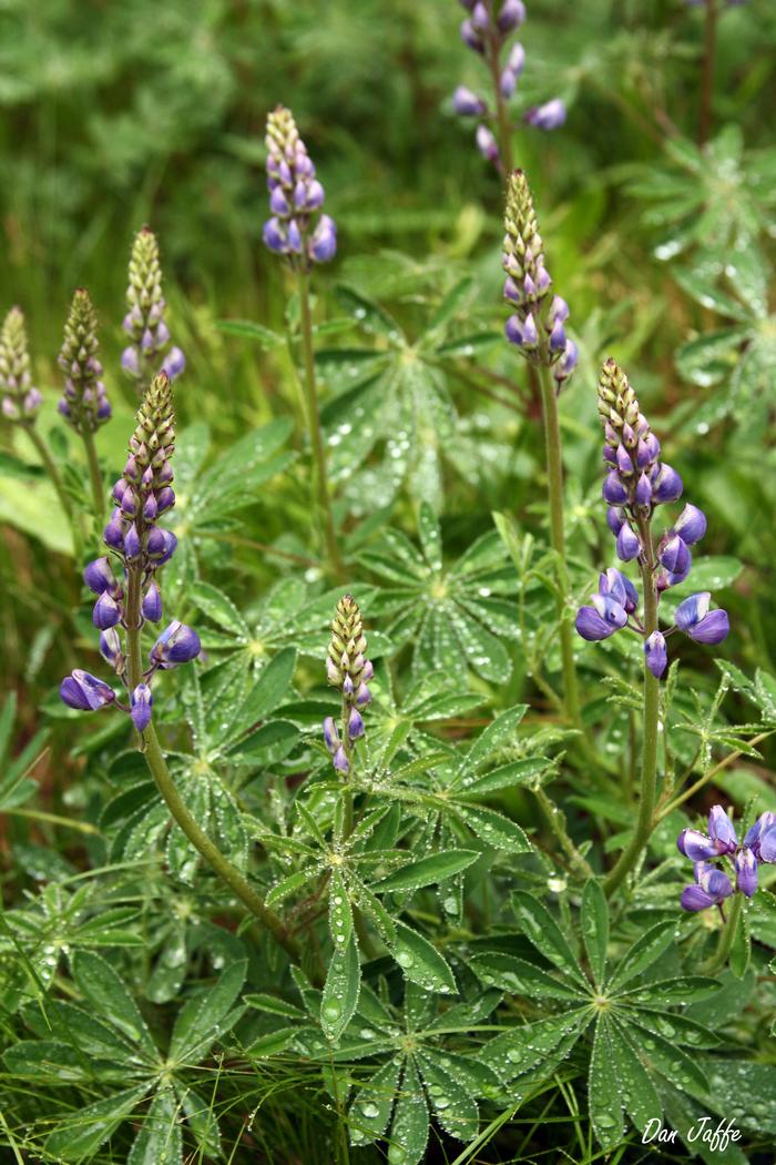sundial lupine - Lupinus perennis from Native Plant Trust