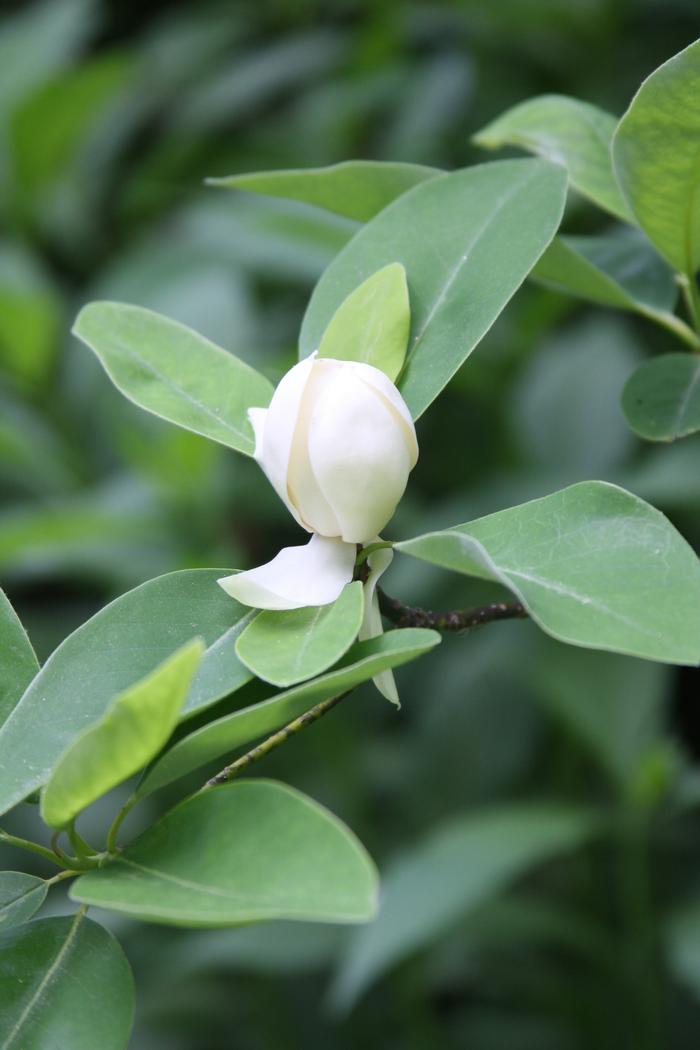sweet bay - Magnolia virginiana ssp. virginiana from Native Plant Trust