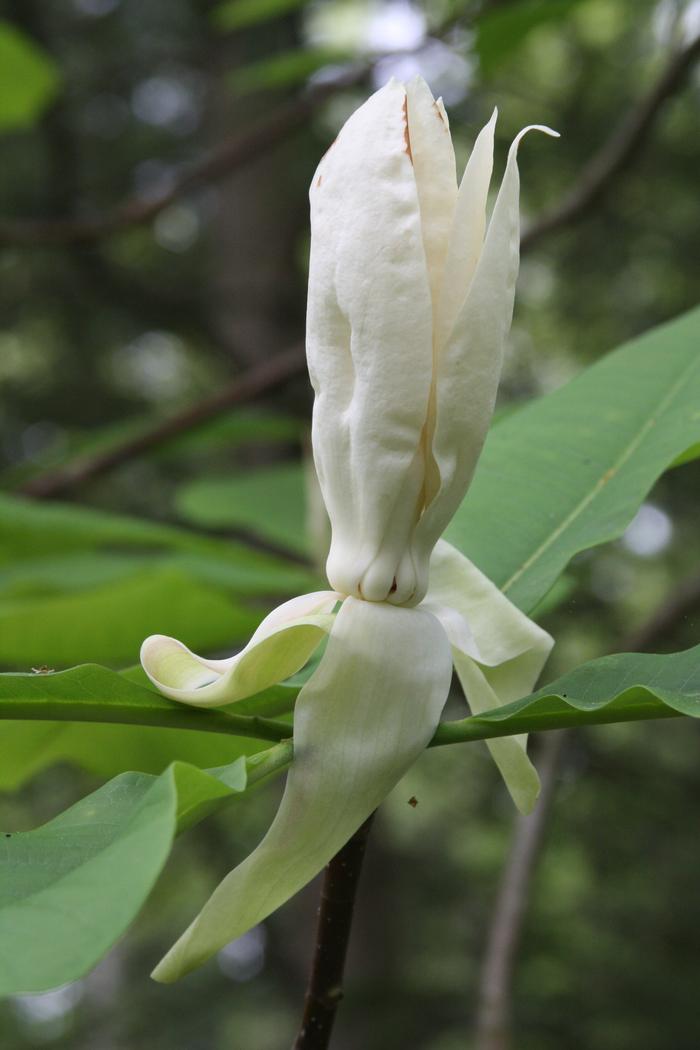 umbrella tree - Magnolia tripelata from Native Plant Trust umbrella tree - Magnolia tripelata from Native Plant Trust
