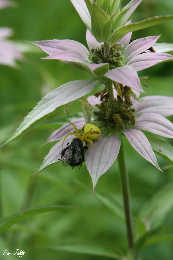 spotted bee balm - Monarda punctata from Native Plant Trust