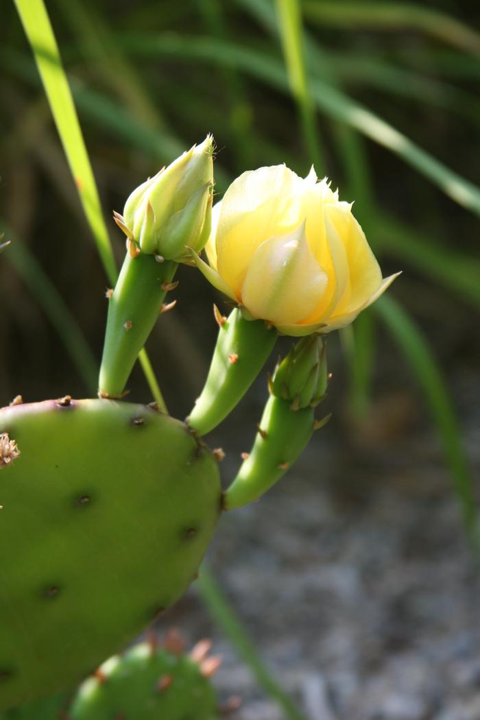 eastern prickly pear - Opuntia humifusa from Native Plant Trust