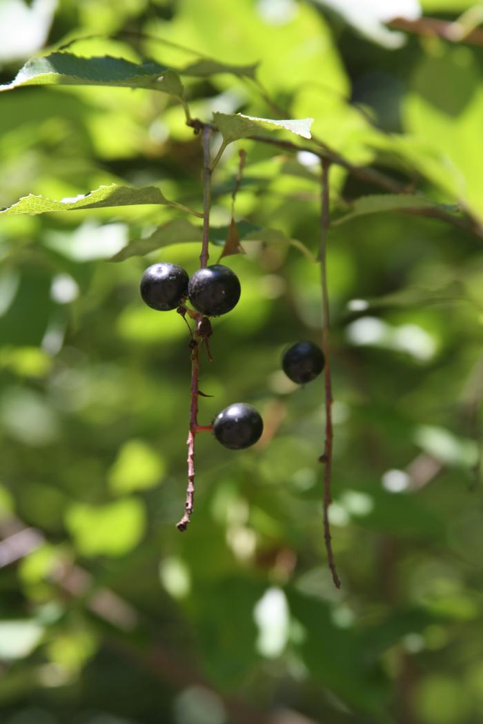 black cherry - Prunus serotina from Native Plant Trust