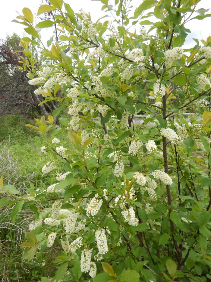 chokecherry - Prunus virginiana from Native Plant Trust