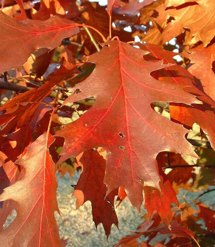 red oak - Quercus rubra from Native Plant Trust