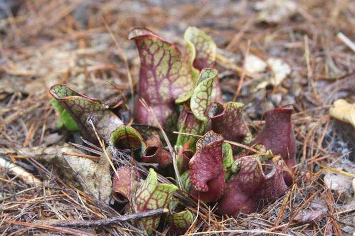 purple pitcher plant - Sarracenia purpurea from Native Plant Trust