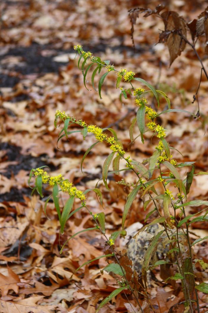 wreath goldenrod - Solidago caesia from Native Plant Trust