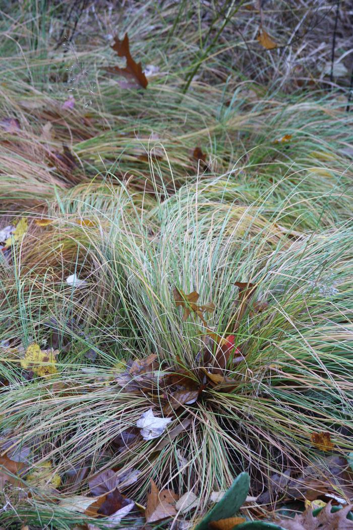 prarie dropseed - Sporobolus heterolepis from Native Plant Trust