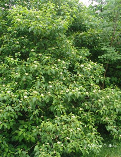 silky dogwood - Swida amomum from Native Plant Trust