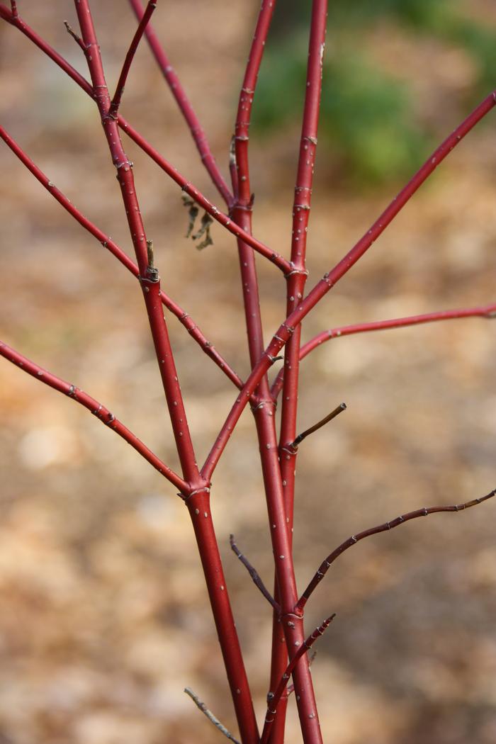 red twig dogwood - Swida sericea from Native Plant Trust