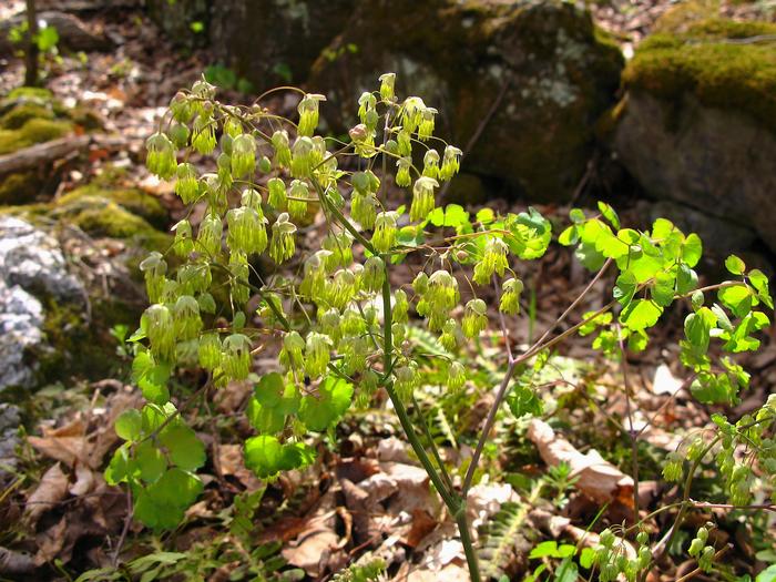 early meadow rue - Thalictrum dioicum from Native Plant Trust
