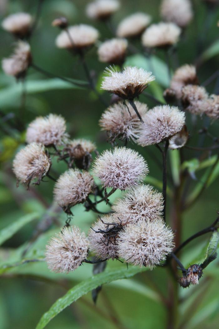 New York ironweed - Vernonia noveboracensis from Native Plant Trust