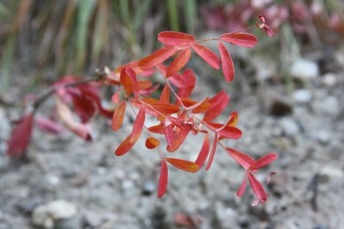 flowering spurge - Euphorbia corollata from Native Plant Trust
