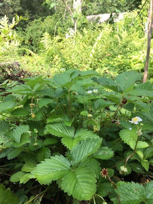 woodland strawberry - Fragaria vesca from Native Plant Trust