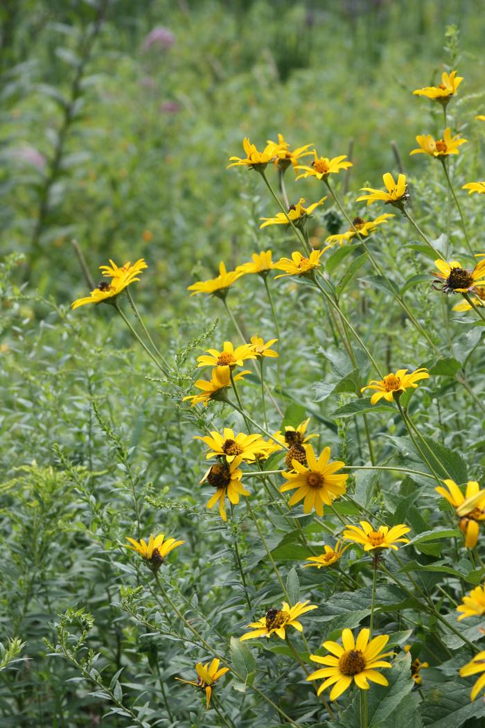 oxeye - Heliopsis helianthoides from Native Plant Trust