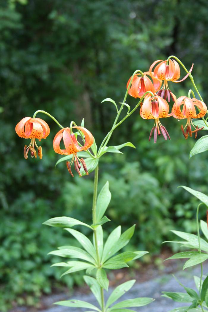 Turk's cap lily - Lilium superbum from Native Plant Trust