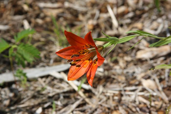 wood lily - Lilium philadelphicum from Native Plant Trust