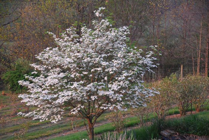 flowering big-bracted dogwood - Benthamidia florida from Native Plant Trust