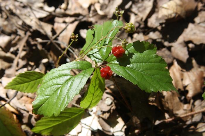 creeping dewberry - Rubus hispidus from Native Plant Trust