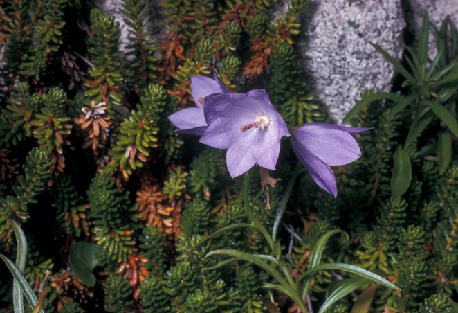 Olympica harebells - Campanula rotundifolia 'Olympica' from Native Plant Trust