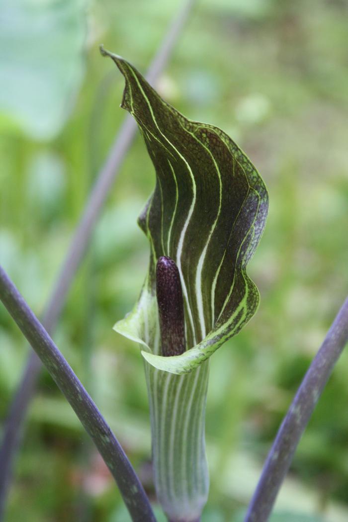Jack in the pulpit - Arisaema triphyllum from Native Plant Trust