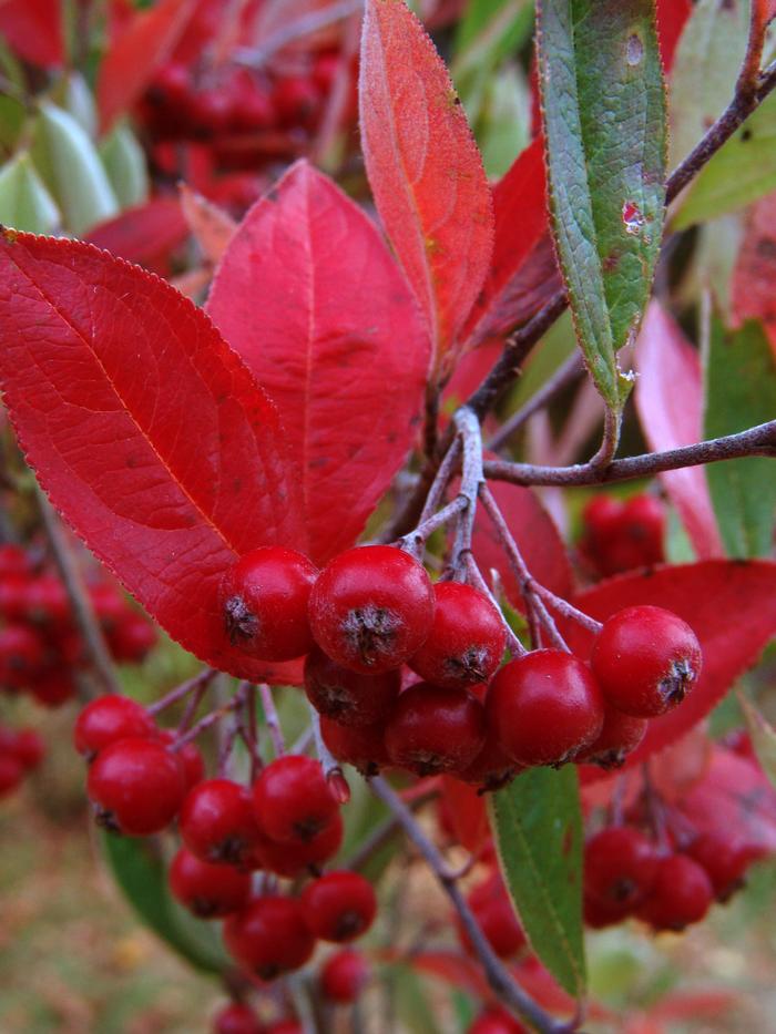 red chokeberry - Aronia arbutifolia from Native Plant Trust
