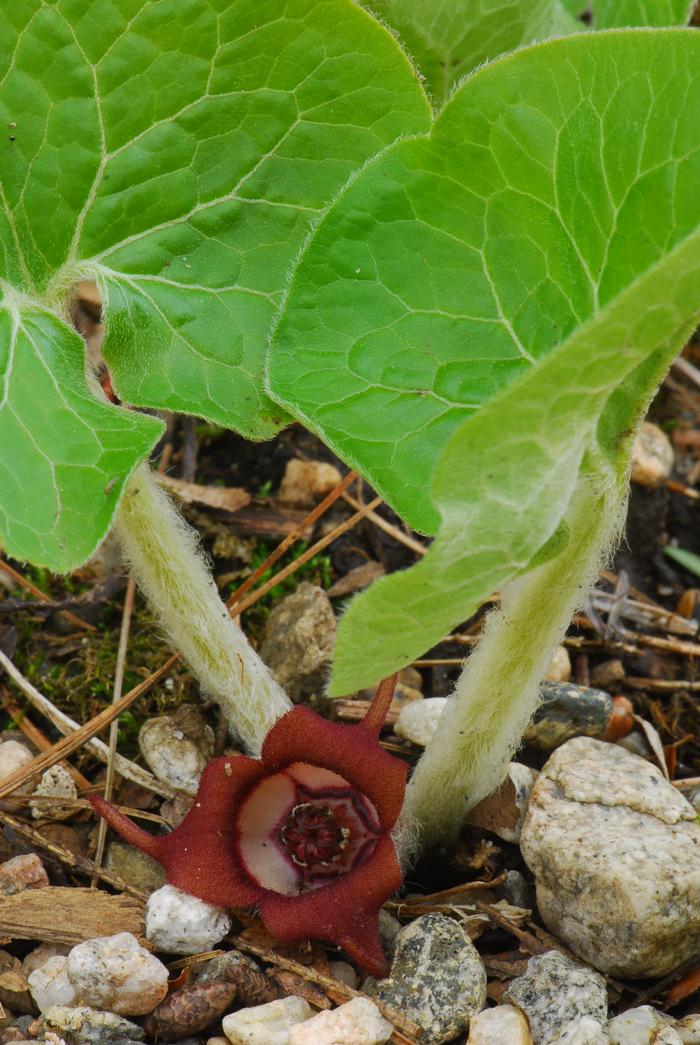 Canada wild ginger - Asarum canadense from Native Plant Trust