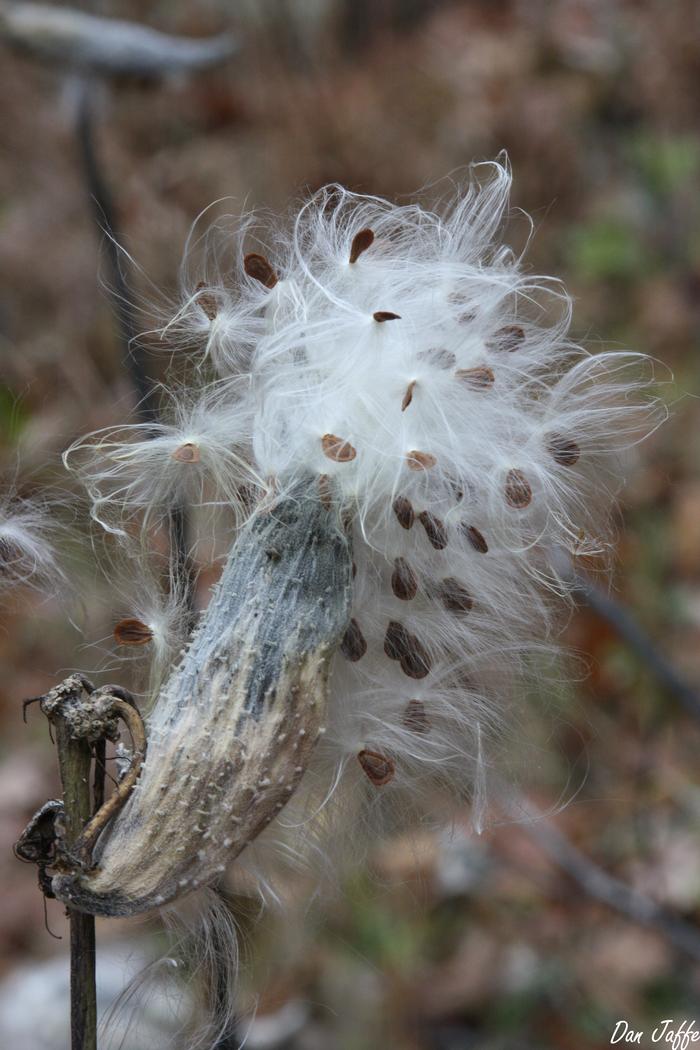 common milkweed - Asclepias syriaca from Native Plant Trust