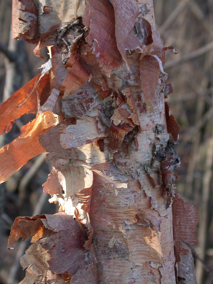 river birch - Betula nigra from Native Plant Trust